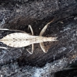 Reduviidae (family) at Aranda, ACT - 5 Jun 2021 09:43 AM