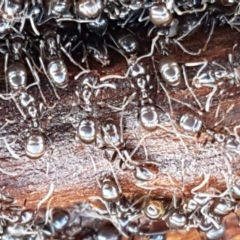 Papyrius sp. (genus) (A Coconut Ant) at Holt, ACT - 5 Jun 2021 by trevorpreston