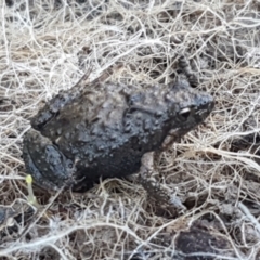 Crinia parinsignifera (Plains Froglet) at Holt, ACT - 4 Jun 2021 by tpreston