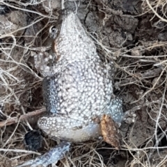 Crinia parinsignifera at Holt, ACT - 5 Jun 2021