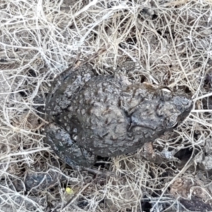 Crinia parinsignifera at Holt, ACT - 5 Jun 2021