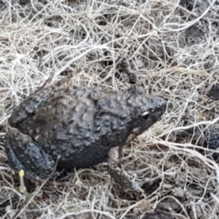 Crinia parinsignifera at Holt, ACT - 5 Jun 2021