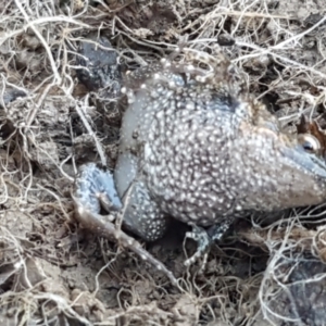 Crinia parinsignifera at Holt, ACT - 5 Jun 2021