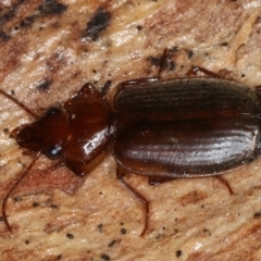 Sarothrocrepis (genus)` (Arboreal carab beetle) at Majura, ACT - 20 Aug 2020 by jbromilow50