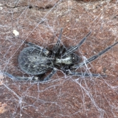 Badumna insignis at Majura, ACT - 20 Aug 2020