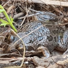 Limnodynastes tasmaniensis (Spotted Grass Frog) at Holt, ACT - 4 Jun 2021 by tpreston