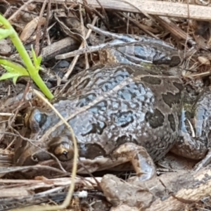 Limnodynastes tasmaniensis at Holt, ACT - 5 Jun 2021 09:36 AM