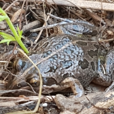 Limnodynastes tasmaniensis (Spotted Grass Frog) at Aranda Bushland - 4 Jun 2021 by trevorpreston