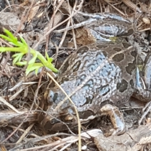 Limnodynastes tasmaniensis at Holt, ACT - 5 Jun 2021 09:36 AM