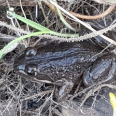 Limnodynastes tasmaniensis (Spotted Grass Frog) at Holt, ACT - 4 Jun 2021 by tpreston