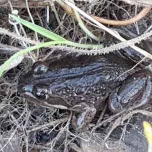 Limnodynastes tasmaniensis at Holt, ACT - 5 Jun 2021