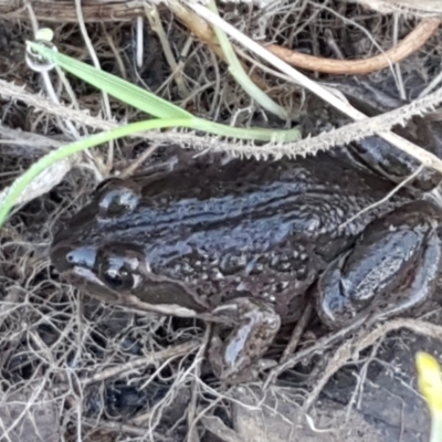 Limnodynastes tasmaniensis (Spotted Grass Frog) at Holt, ACT - 4 Jun 2021 by tpreston