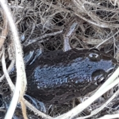 Limnodynastes tasmaniensis at Holt, ACT - 5 Jun 2021 09:35 AM