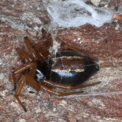 Euryopis umbilicata (Striped tick spider) at Majura, ACT - 20 Aug 2020 by jbromilow50