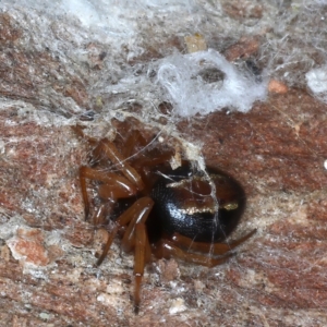 Euryopis umbilicata at Majura, ACT - 20 Aug 2020