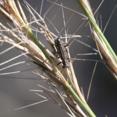 Lemidia sp. (genus) (Clerid beetle) at Wodonga - 5 Jun 2021 by Kyliegw