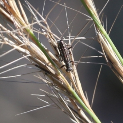 Lemidia sp. (genus) (Clerid beetle) at Wodonga - 5 Jun 2021 by Kyliegw