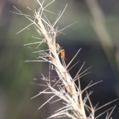Ichneumonidae (family) (Unidentified ichneumon wasp) at Wodonga - 5 Jun 2021 by Kyliegw