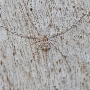 Tamopsis sp. (genus) at Downer, ACT - 2 Jun 2021 02:07 PM