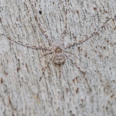 Tamopsis sp. (genus) (Two-tailed spider) at ANBG - 2 Jun 2021 by WHall