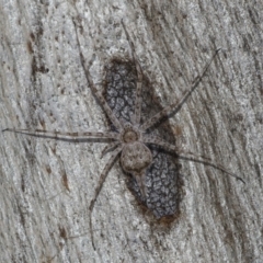 Tamopsis sp. (genus) at Downer, ACT - 2 Jun 2021 02:07 PM