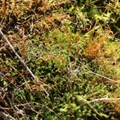 Unidentified Moss, Liverwort or Hornwort at Wodonga, VIC - 5 Jun 2021 by Kyliegw
