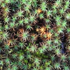 Polytrichaceae sp. (family) (A moss) at Wodonga, VIC - 5 Jun 2021 by KylieWaldon