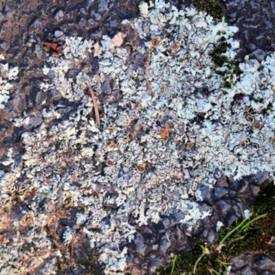 Parmeliaceae (family) (A lichen family) at Wodonga - 5 Jun 2021 by Kyliegw