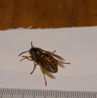 Vespula germanica (European wasp) at Latham, ACT - 1 Jun 2021 by JBrickhill