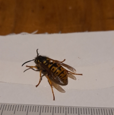 Vespula germanica (European wasp) at Latham, ACT - 2 Jun 2021 by JBrickhill