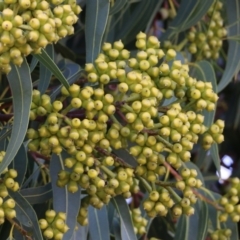 Corymbia (genus) (A Bloodgum) at Wodonga, VIC - 5 Jun 2021 by KylieWaldon