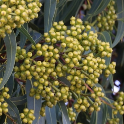 Corymbia sp. (A Bloodgum) at Wodonga, VIC - 5 Jun 2021 by KylieWaldon