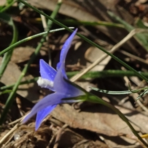 Wahlenbergia capillaris at Reid, ACT - 18 Apr 2021