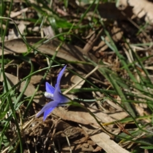 Wahlenbergia capillaris at Reid, ACT - 18 Apr 2021 02:14 PM