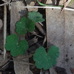 Hydrocotyle laxiflora (Stinking Pennywort) at Reid, ACT - 18 Apr 2021 by JanetRussell