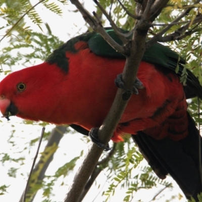 Alisterus scapularis (Australian King-Parrot) at Springdale Heights, NSW - 5 Jun 2021 by PaulF