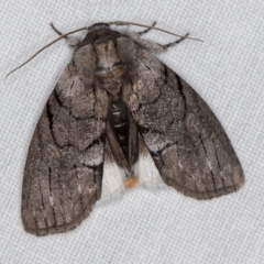 Discophlebia catocalina (Yellow-tailed Stub Moth) at Jacka, ACT - 6 Nov 2020 by Bron