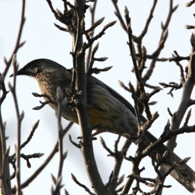 Anthochaera carunculata (Red Wattlebird) at Springdale Heights, NSW - 5 Jun 2021 by PaulF