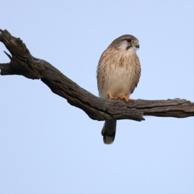 Falco cenchroides (Nankeen Kestrel) at Downer, ACT - 5 Jun 2021 by jb2602
