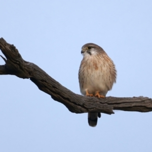 Falco cenchroides at Downer, ACT - 5 Jun 2021