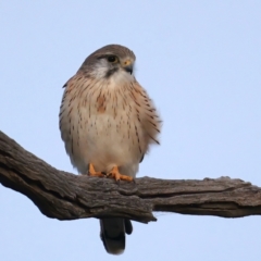 Falco cenchroides at Downer, ACT - 5 Jun 2021