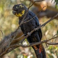 Calyptorhynchus lathami (Glossy Black-Cockatoo) at Nadgigomar Nature Reserve - 5 Jun 2021 by trevsci