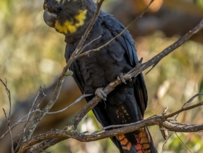 Calyptorhynchus lathami lathami (Glossy Black-Cockatoo) at Larbert, NSW - 5 Jun 2021 by trevsci