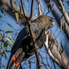 Calyptorhynchus lathami lathami at Larbert, NSW - suppressed