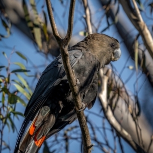 Calyptorhynchus lathami lathami at Larbert, NSW - suppressed