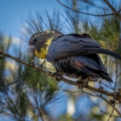 Calyptorhynchus lathami lathami at Larbert, NSW - suppressed