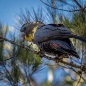 Calyptorhynchus lathami lathami at Larbert, NSW - suppressed