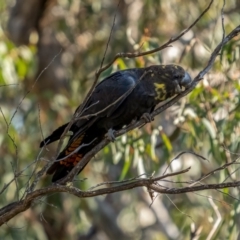 Calyptorhynchus lathami lathami at Larbert, NSW - suppressed