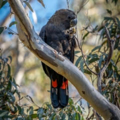 Calyptorhynchus lathami lathami at Larbert, NSW - suppressed