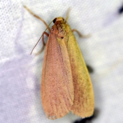 Scoliacma pactolias (Variable Footman) at Paddys River, ACT - 12 Mar 2021 by ibaird